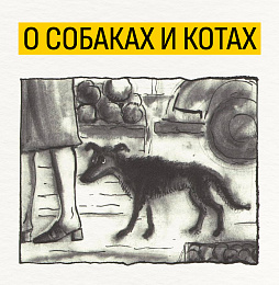 О собаках и котах